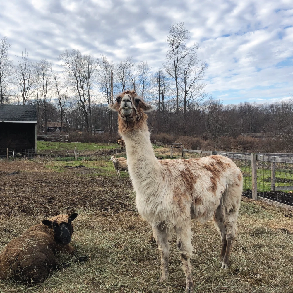 Precious the Llama